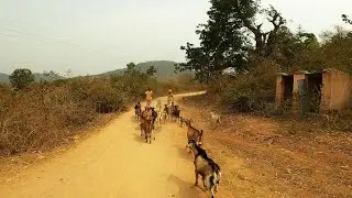 Village life of Kalahandi in Odisha, India