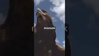 Terrible Turtle