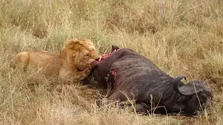 TANZANIA, Del Serengueti a las Tribus Masai