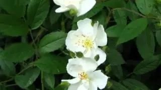 Karin's Garden