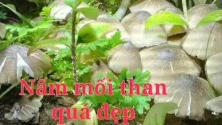 NẤM MỐI THAN ĐẸP MÊ MANG