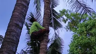 Climbing Coconut Trees in Indonesia