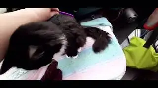 Cats and vanlife