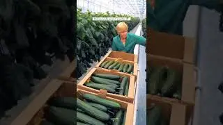 Jaw-Dropping Fresh Hydroponic Asian Cucumber Harvest - Must Watch to Believe!