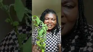 For thyroid and malaria For high blood pressure for high sugar level 