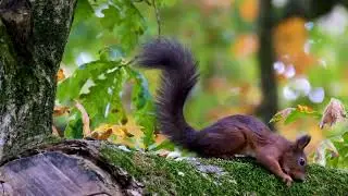 New hd Nature video song 🌱| nature fresh song 😌 | realexing nature video song | mind fresh video son