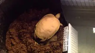 Albino Redear Digging Nest for Eggs