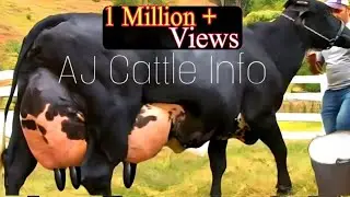 130 Kg Milk Girlando Cow Breed | Girlando gay | Complete Video Documentary By AJ Cattle info