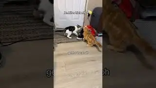 He hit a trick shot #cat #kittten #animal