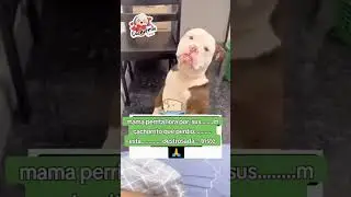 mi perrita #perrita