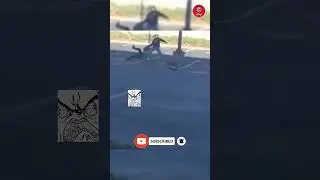 Angry Goose Attacks People #shorts #ragemoments
