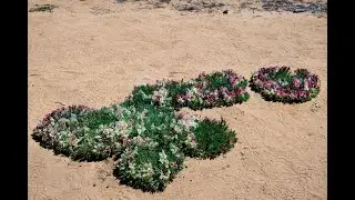 Mullewa spring 2025
