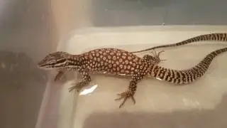 Red ackies taking a bath