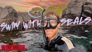 SNORKEL WITH SEALS EXPERIENCE AT MONTAGUE ISLAND // NAROOMA