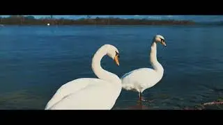 S&Ouml;LLINGEN CINEMATIC