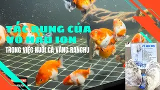 C&ocirc;ng dụng của VỎ H&Agrave;U ION trong hồ C&aacute; V&agrave;ng RANCHU #goldfish #ranchu_goldfish #rcdongnai
