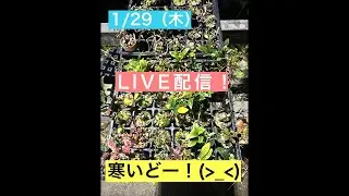 まるなかBONSAI がライブ配信中！