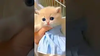 Cute kitten action😻💕 #cat #kitten #cute #pets #meow #shorts