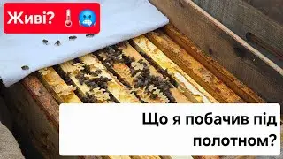 Зимова ревізія. Чи потрібно давати канді?
