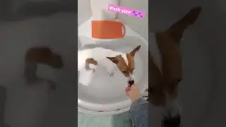 #ОСЕНЬ🐾ПРИШЛА🐾#лапы #paws#дрт#джекрассел#jrt#washing#spa#shower#душ#dogcare
