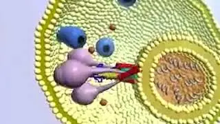 Influenza Virus Infection Process
