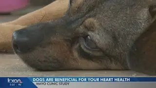 Study: Owning a pet, especially a dog, is good for your heart health