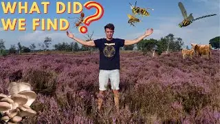 Exploring Europe's Wildlife | Kalmthoutse Heide