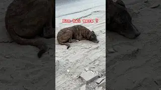 Kon hai mera ? 💔 #savedogs #savedelhincrdogs #savestreetanimals #savehumanity