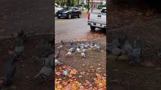 They keep coming!   I ❤️ wildlife Vancouver Canada 🇨🇦