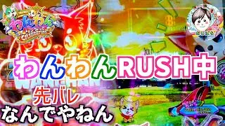 【PAわんわんパラダイスCELEBRATION】わんわんRUSH中の先バレ予告🐶当てて欲しいけど...何やら弱い展開じゃない！？😭　＃PAわんわんパラダイス　＃パチンコ わんわんパラダイス　＃甘デジ