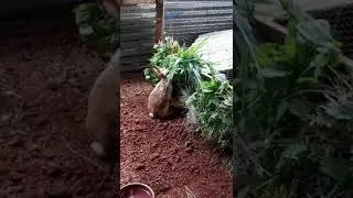 Conejos en semilibertad... 👍🐇