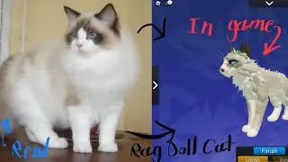 Warrior cats: ultimate edition    How to make a Ragdoll cat  -tutorial-￼￼ (non game pass)