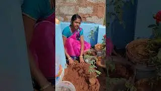 #என்ன ரோசா #tamilshorts #reels #comedy #rose #life #vlog #thisaiyanvilaicouple #happyday