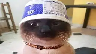 Try Not To Laugh At These SILLY CATS 🤣 Funny Cat Videos