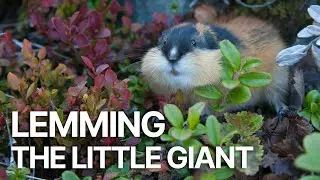 Lemming: The Little Giant of the North | The Real Story of Arctic Wildlife