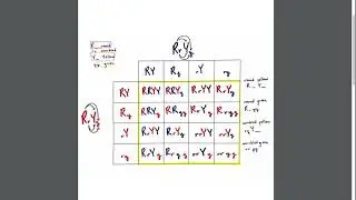 RrYy x RrYy Dihybrid Example