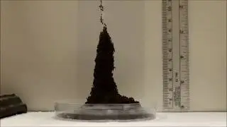 Time Lapse of Ant Tower Construction