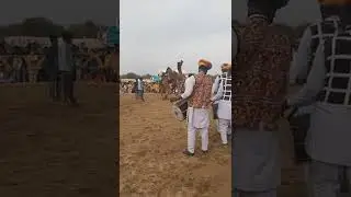 india camel festival 2022 camel dance in dhol