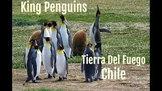 King Penguins of Tierra Del Fuego, Chile
