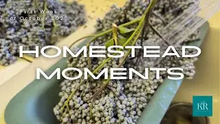 Elderberries, Greens & Garden Beds | Pantry Prep & Fall Planting Begins