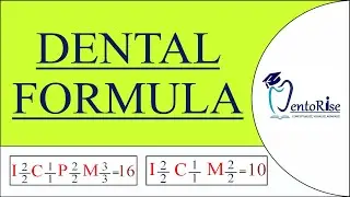 Dental formula of Human teeth | What is Dental formula | Primary and Permanent dentition