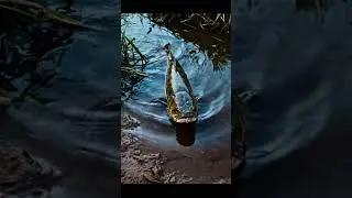 🔥 Fist Bite Baitt  Bream Proof Rig 211 2K - You Won't Believe This! ✨