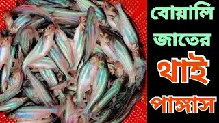 বোয়ালি জাতের থাই পাঙ্গাস মাছের পোনা কিনুন সবচেয়ে কম দামে। Pangas fish fry for Sale