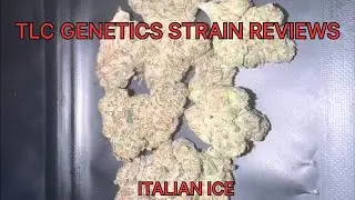 Italian Ice Cannabis Flower (Strain Review): The TLC Genetic Show 