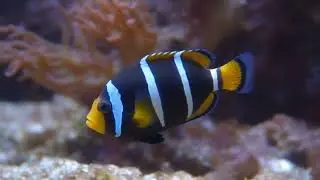 Dascyllus melanurus