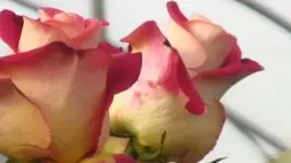 Bella Rosa розы из Эквадора