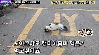 비어있는 왕좌. 그리고 몰려오는 수컷 길냥이들