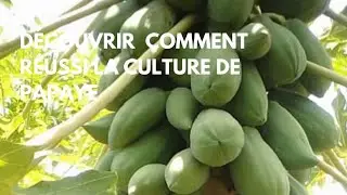 Comment r&eacute;ussir la culture de la papaye et obtenir un gros rendement 🍈