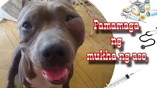 Pamamaga ng mukha ng aso ( swollen face)
