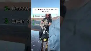 Top 3 animal rescue moments  #animal #animals #dog  #bunny #nature #wildlife  #rabbit